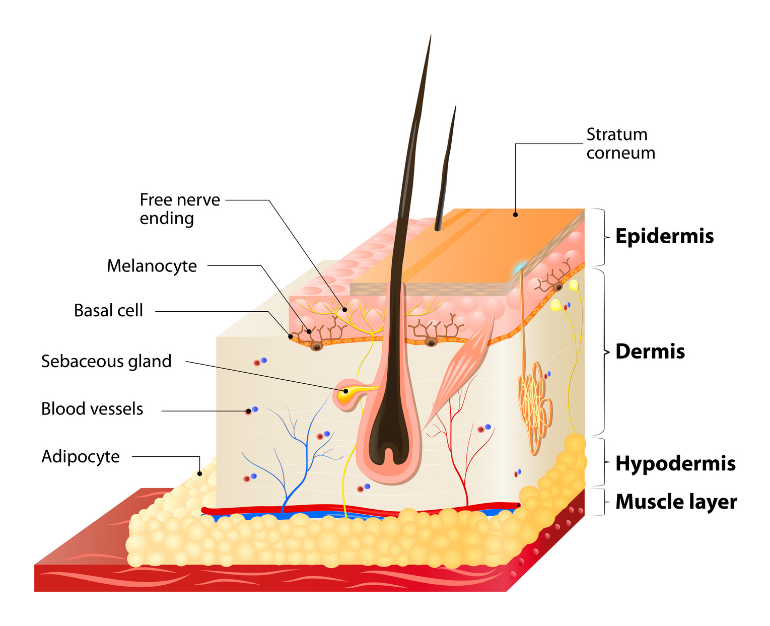 Layers Of Human Skin. Epidermis (horny layer and granular layer), Dermis (connective tissue) and Subcutaneous fat (adipose tissue)